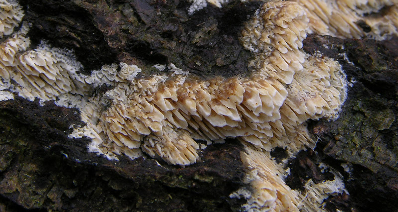 In bosco di Quercus cerris(3). (Schizopora paradoxa)